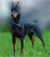 Click here for more detailed Doberman Pinscher breed information and available puppies, studs dogs, clubs and forums